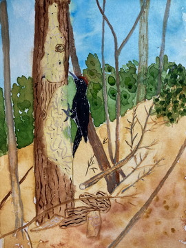 Črna žolna, akvarel, 30x20 cm, 2025, Franc Smrkolj